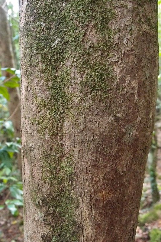 Mussaenda landia bark