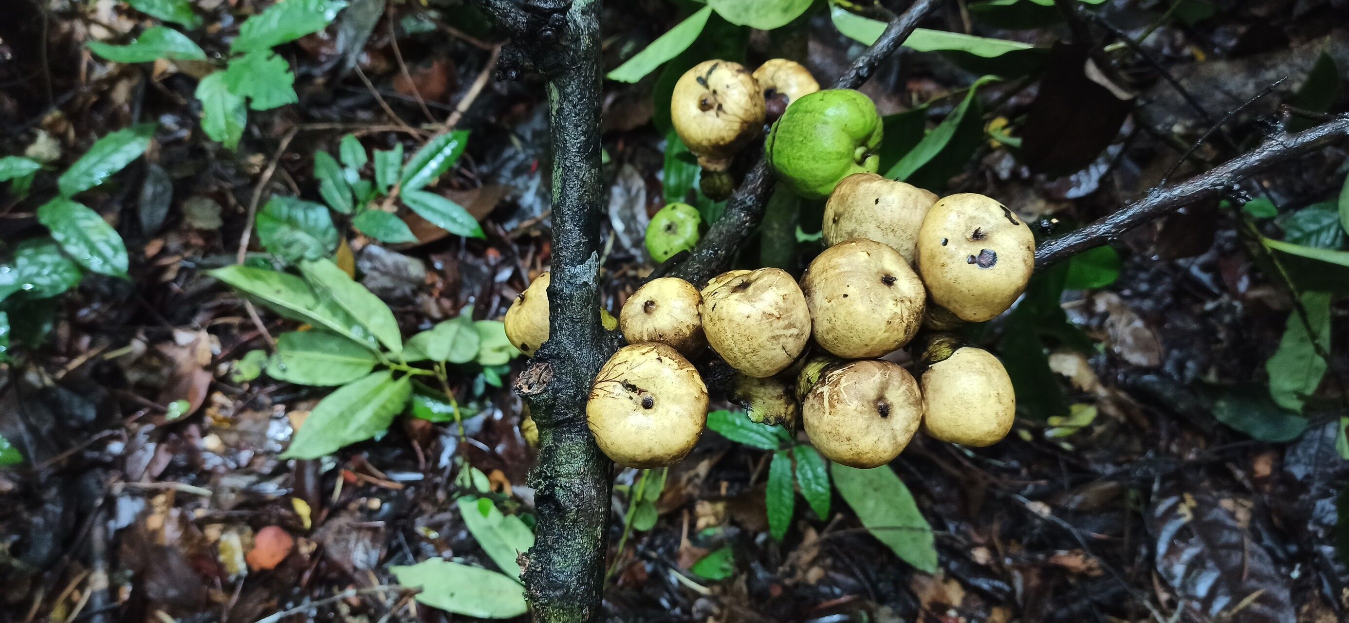 Diospyros sanza-minika fruit