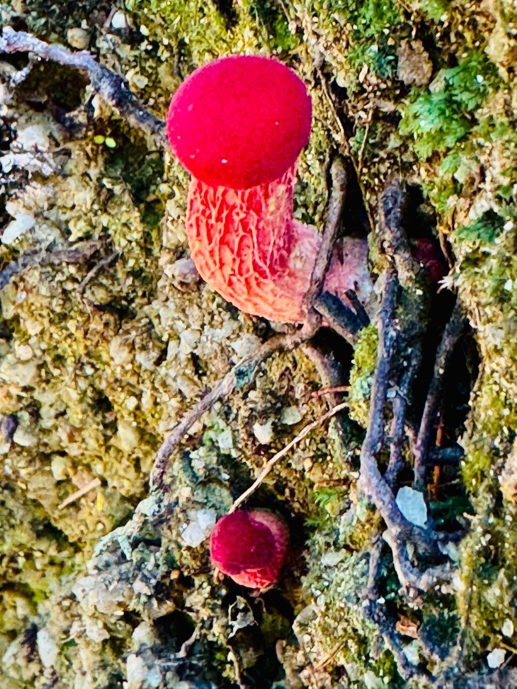 Balanophora japonica fruit