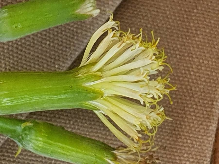 Kleinia odora flower