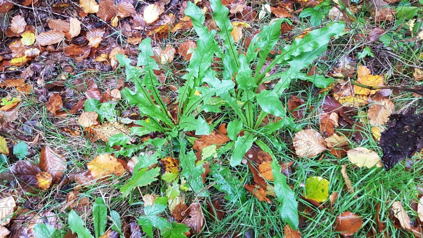 Taraxacum venustum habit