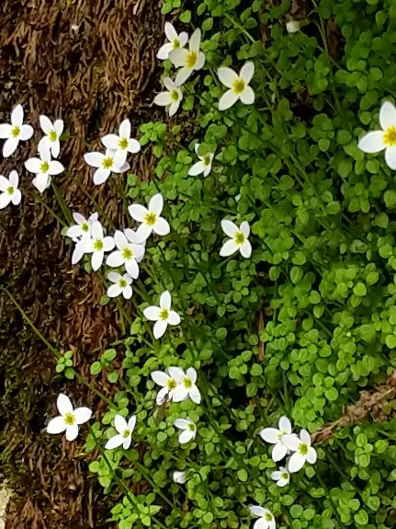Houstonia serpyllifolia flower