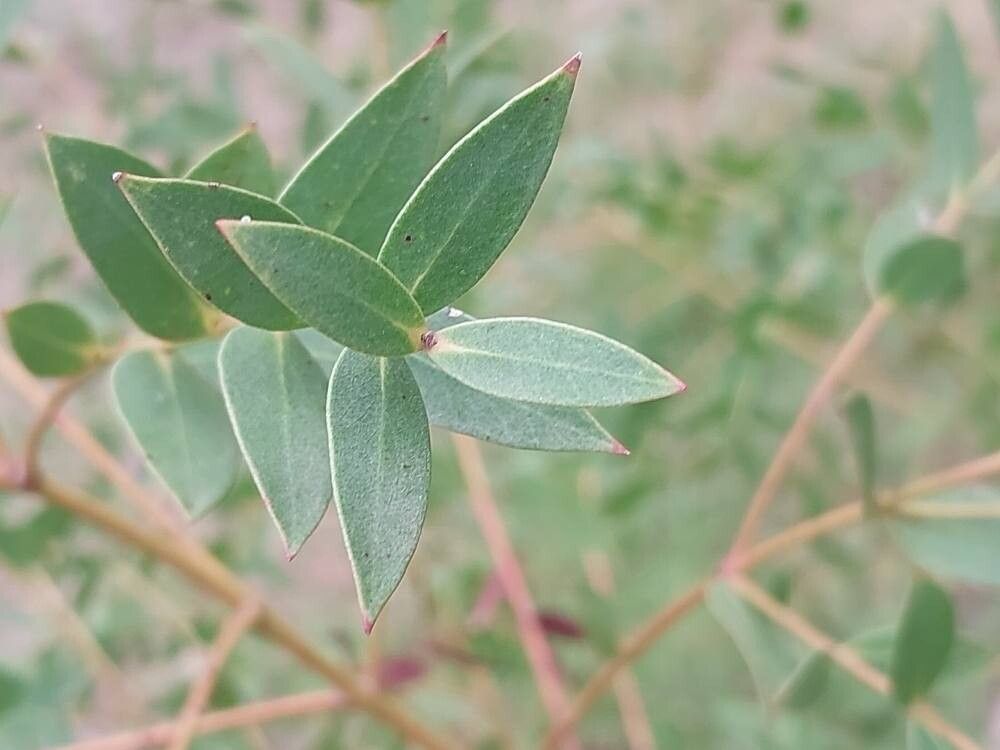 Eucalyptus bicolor leaf