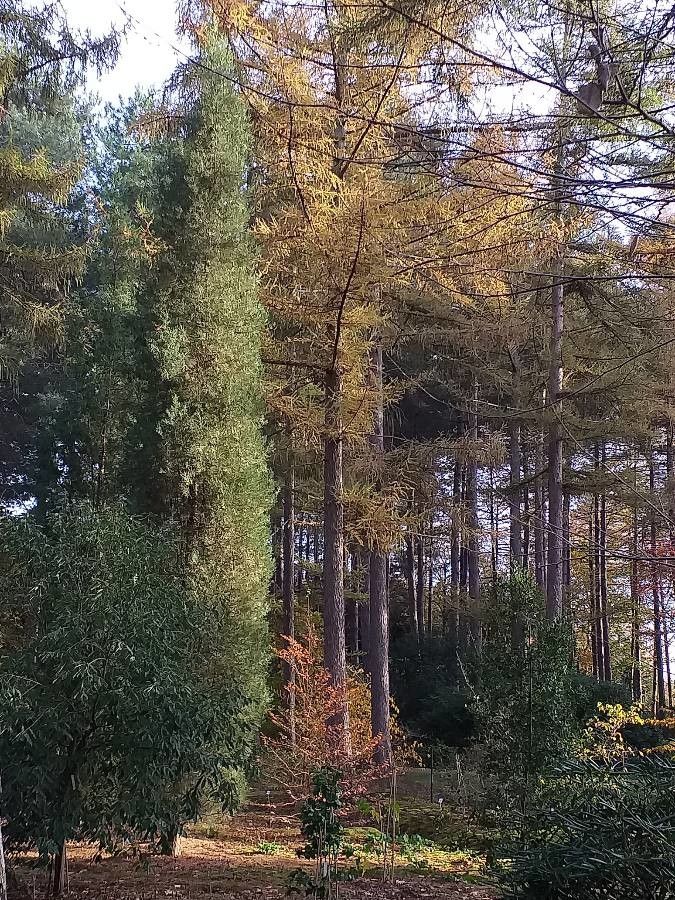Cupressus gigantea habit