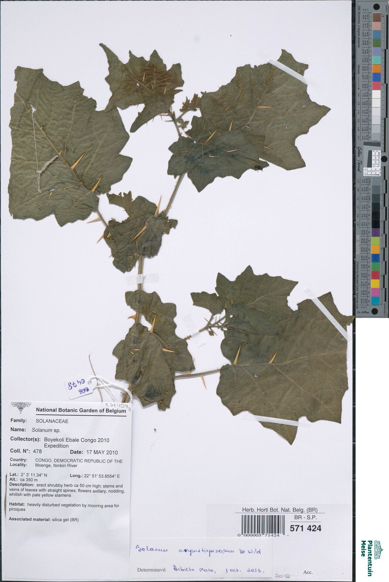 Solanum angustialatum — houseplant care guide