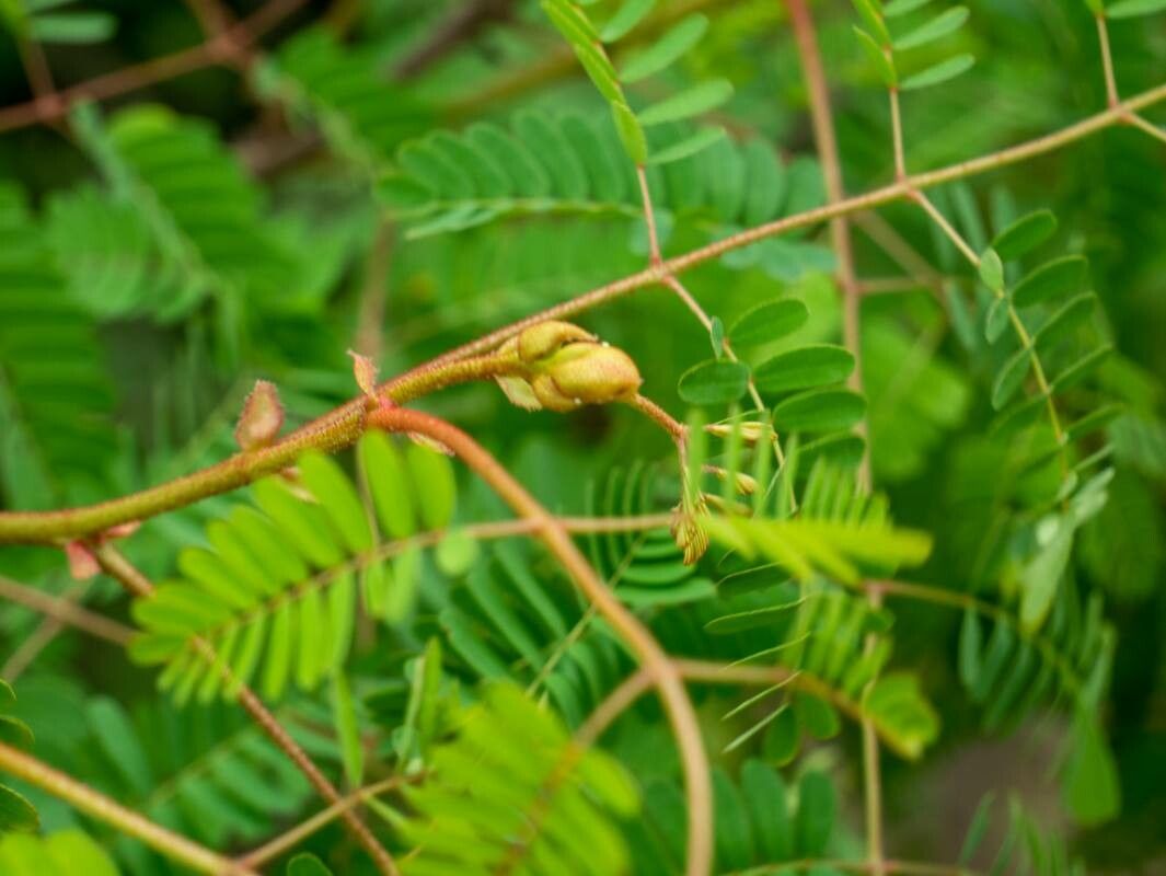 Caesalpinia microphylla — search result for 'Caesalpinia'