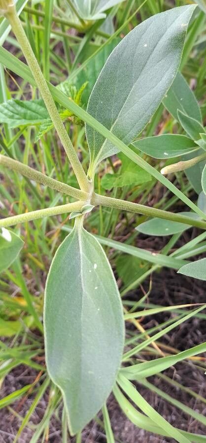 Alternanthera flavescens leaf