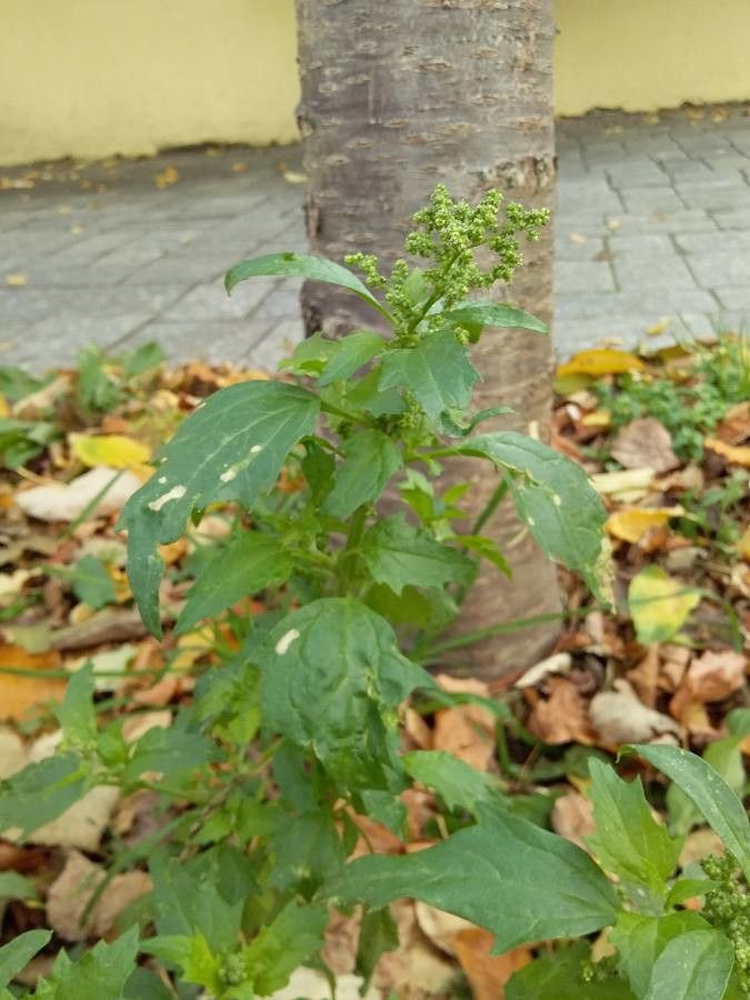 Chenopodiastrum murale habit