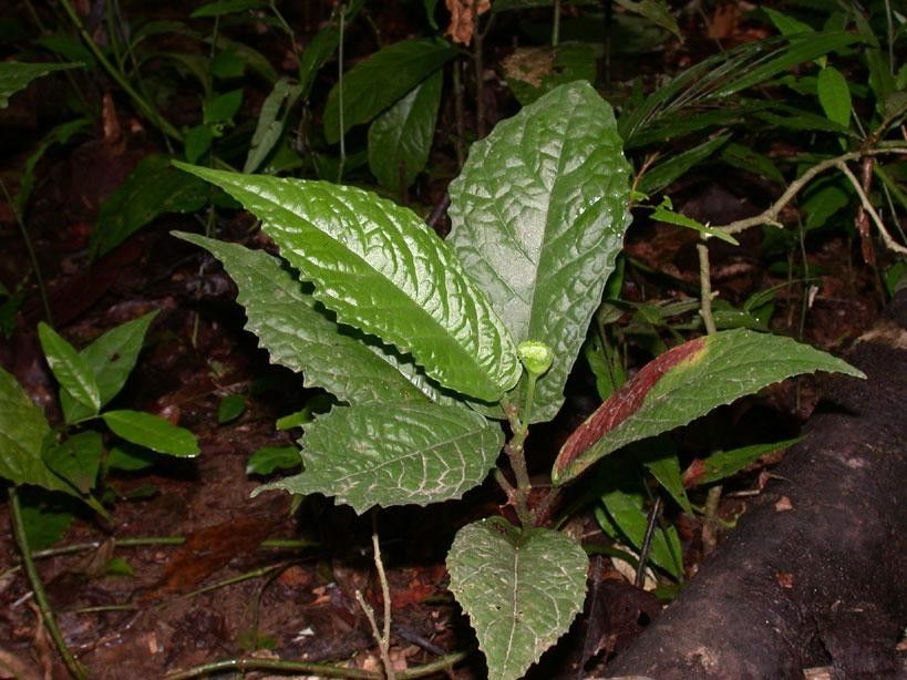Dorstenia choconiana — search result for 'Dorstenia'