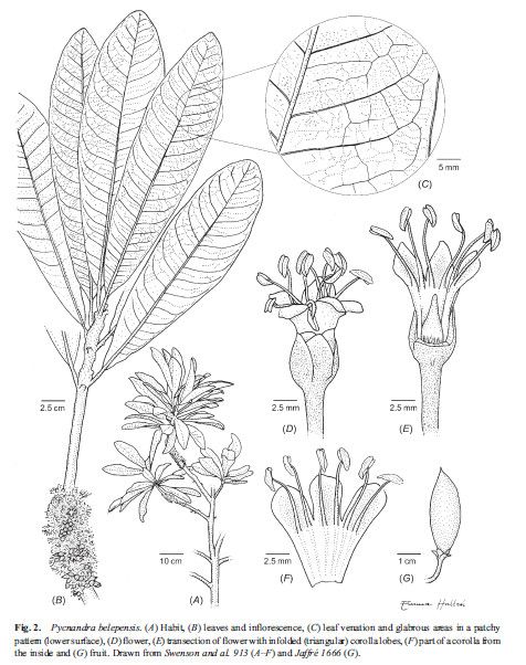 Pycnandra belepensis other