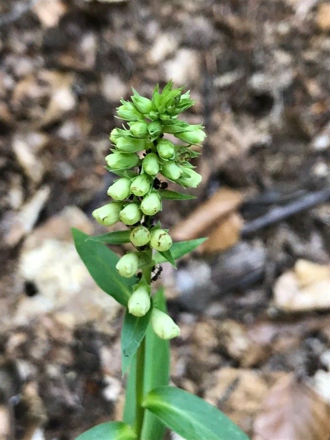 Digitalis micrantha flower