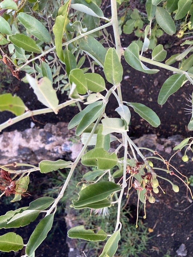 Capparis tomentosa — search result for 'Capparis'