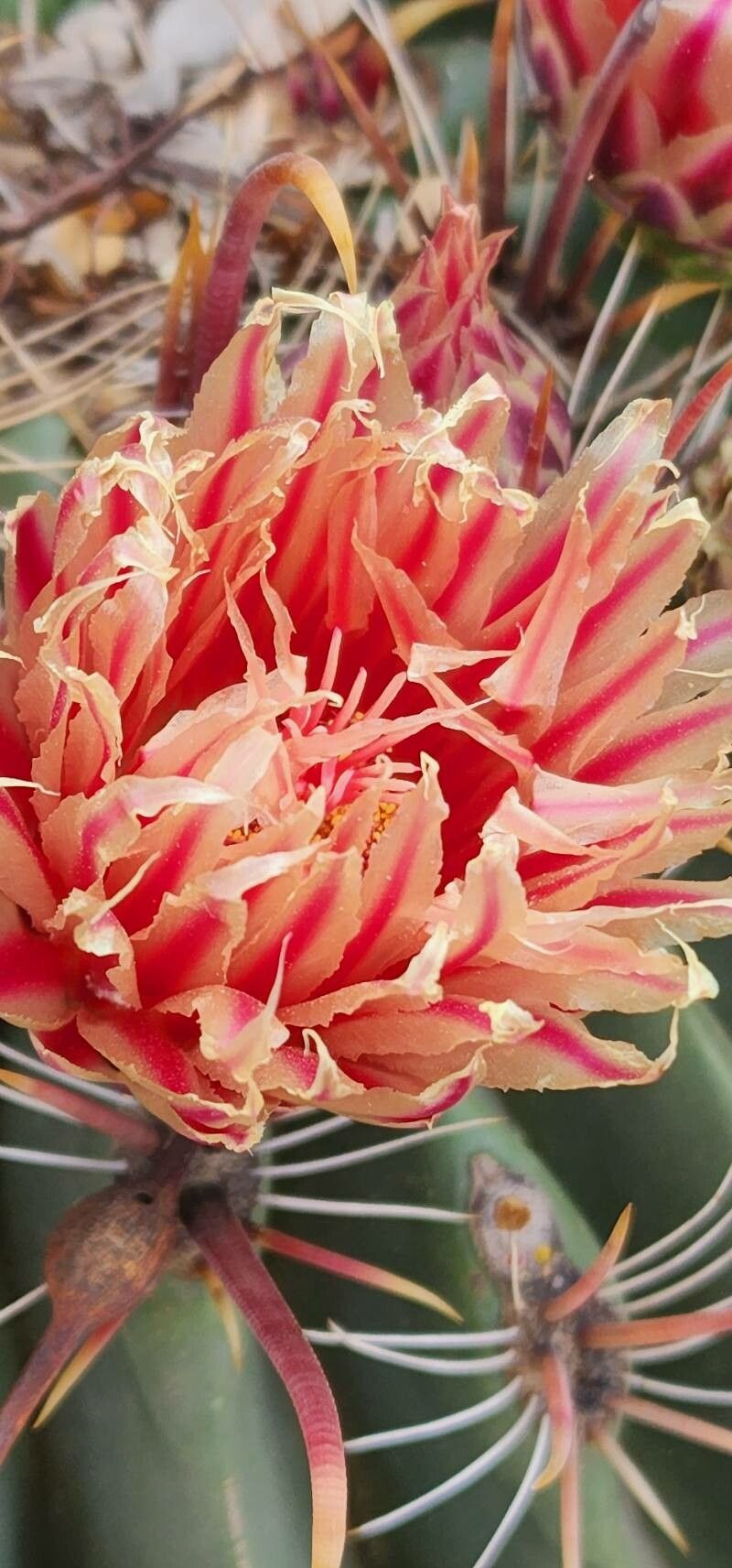 Echinocactus texensis flower