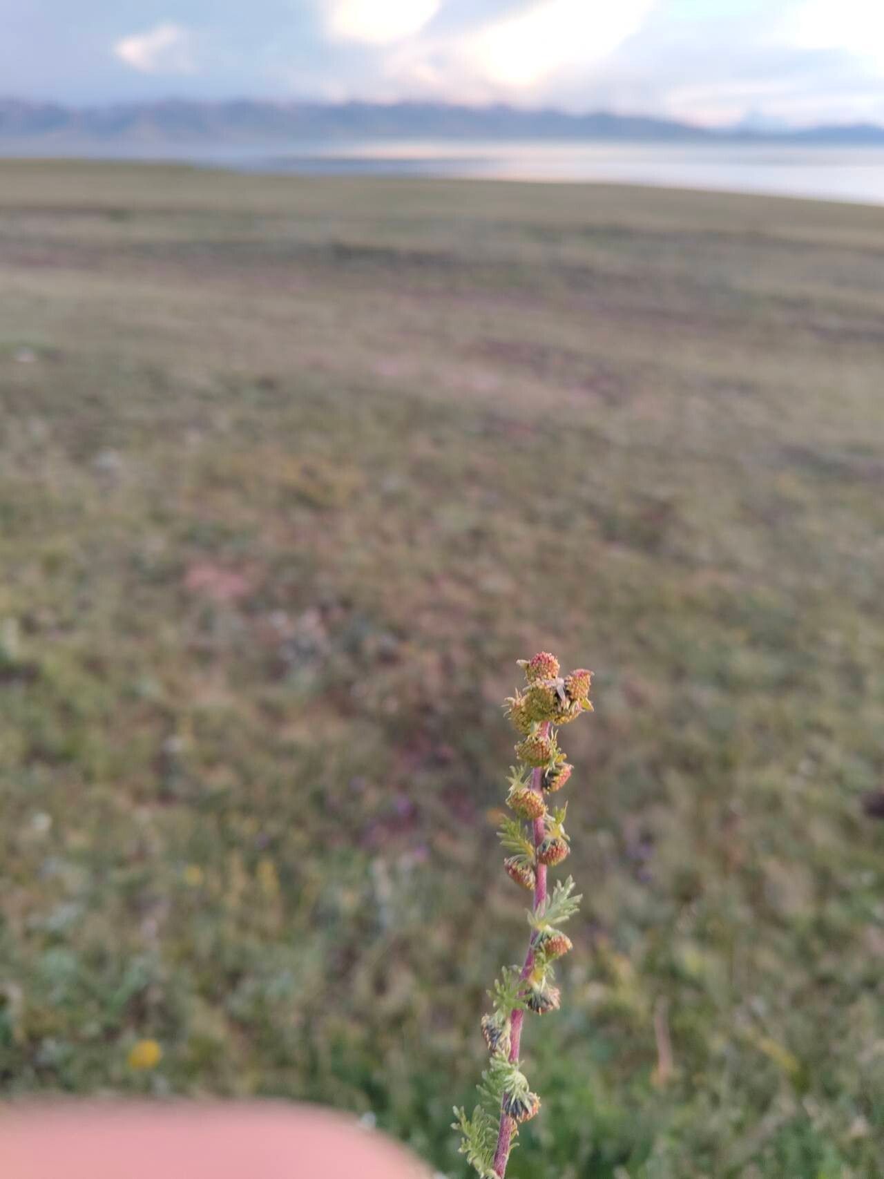 Artemisia rupestris — search result for 'Artemisia'