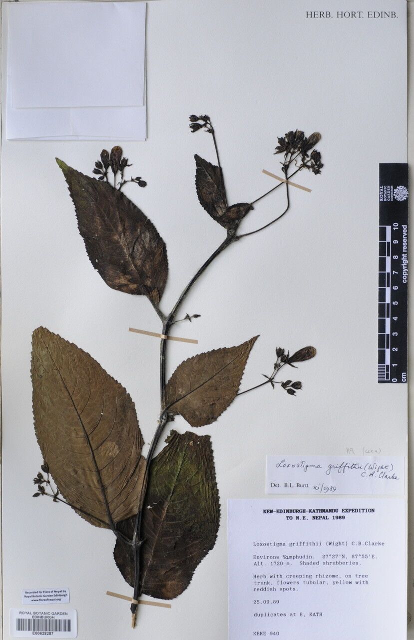 Loxostigma griffithii — houseplant care guide