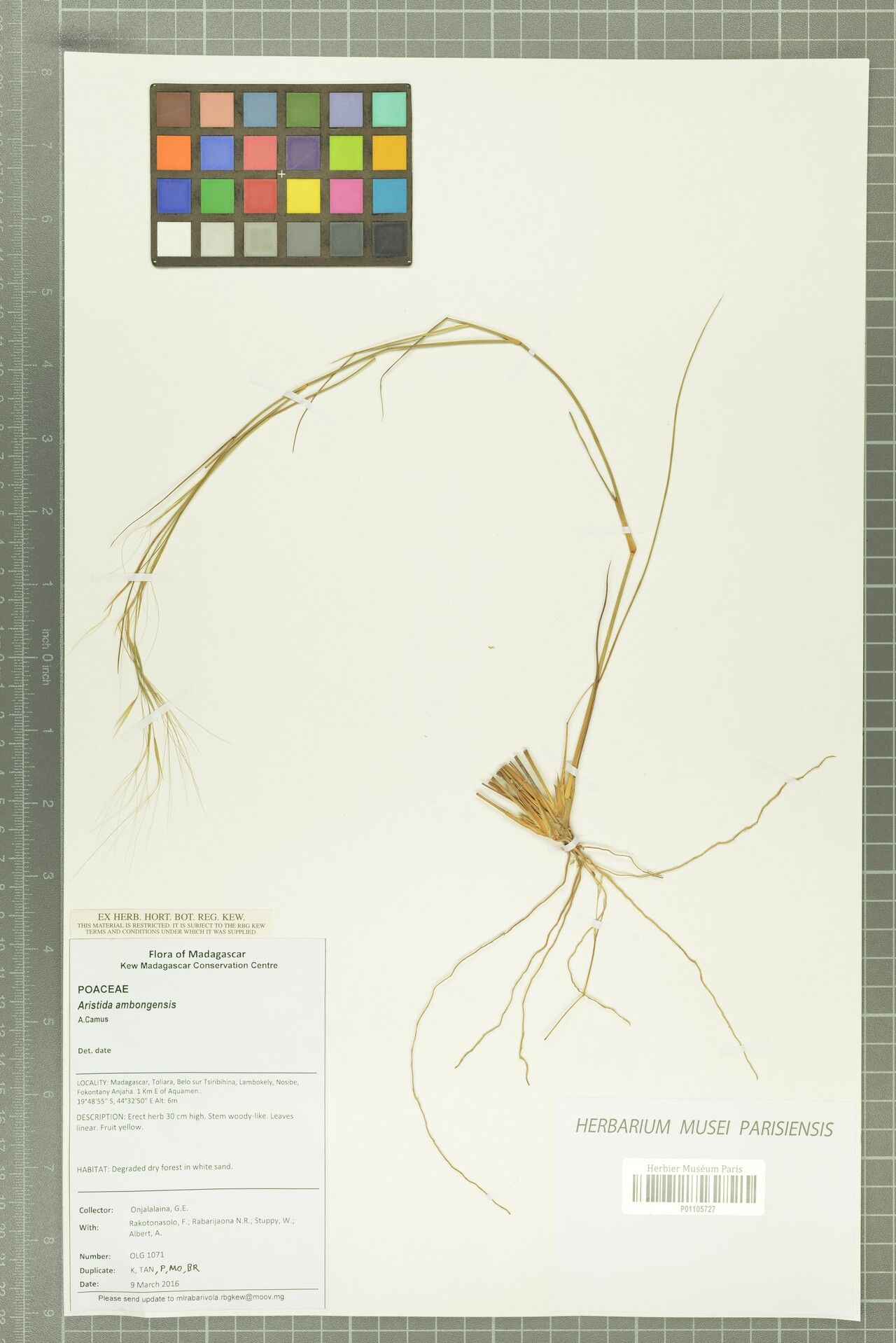 Aristida ambongensis — related species from the same genus