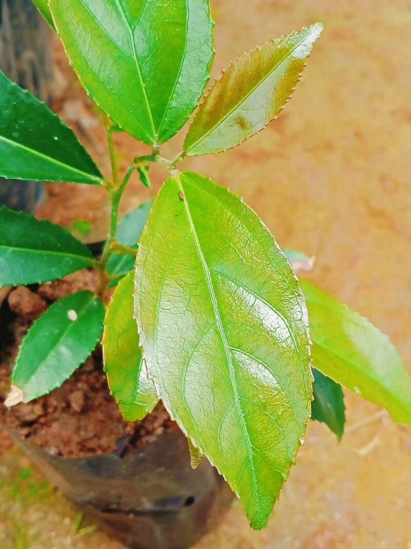 Flacourtia montana — related species from the same genus