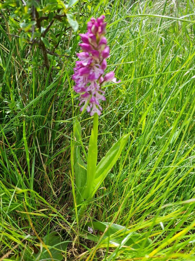 Orchis × hybrida habit