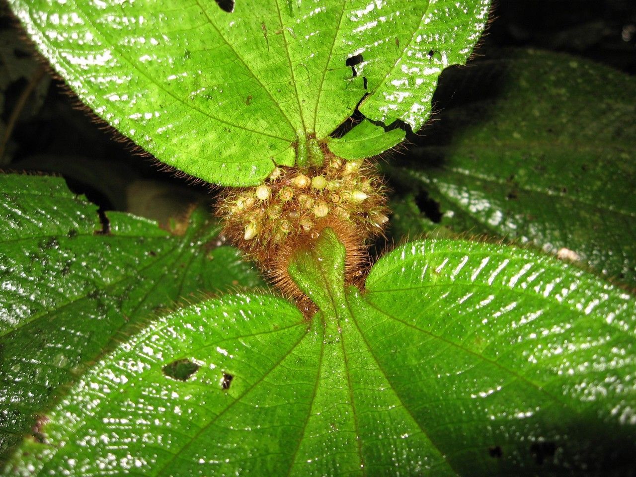 Clidemia taurina — search result for 'Clidemia'