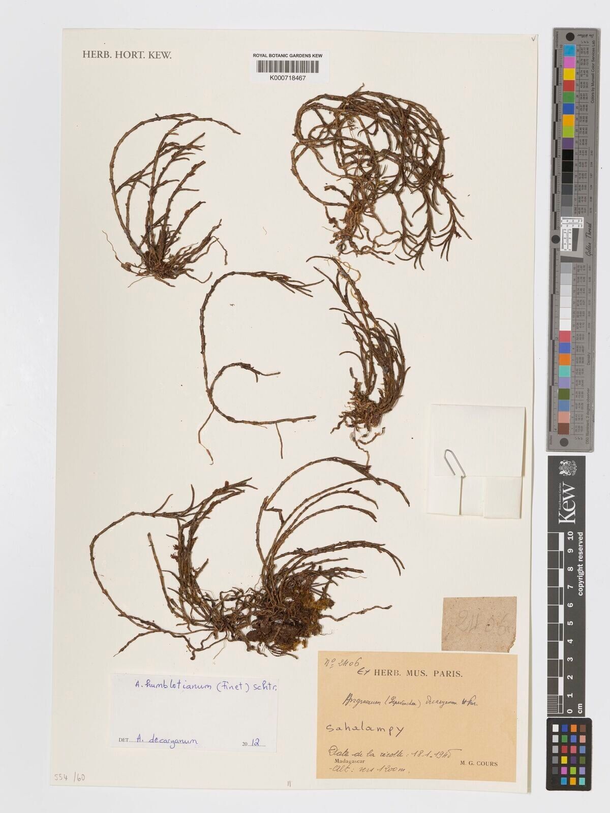 Angraecum decaryanum — houseplant care guide