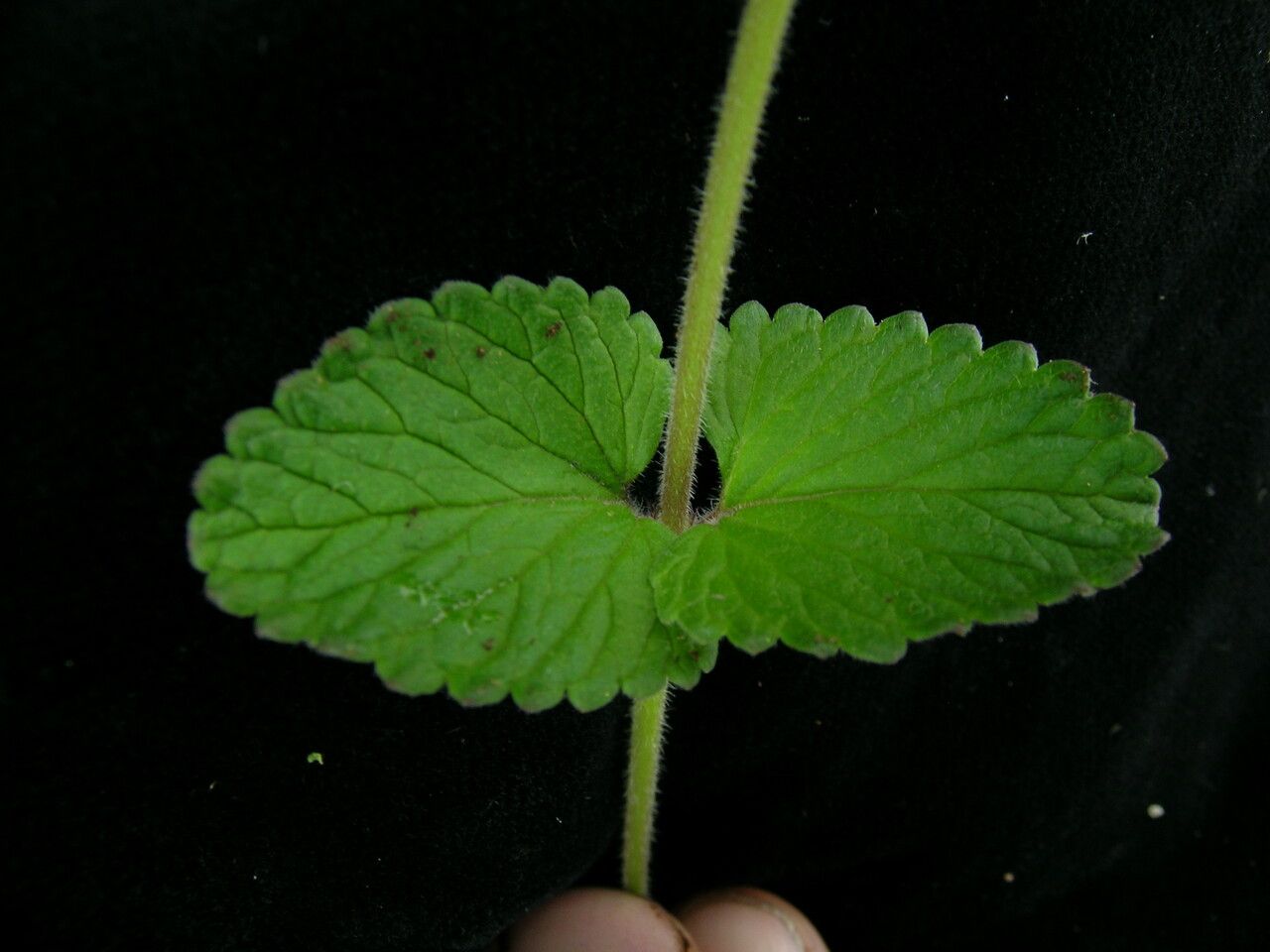 Nepeta lamiopsis other