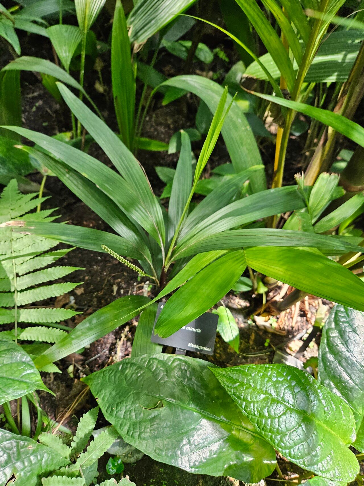 Dypsis minuta habit