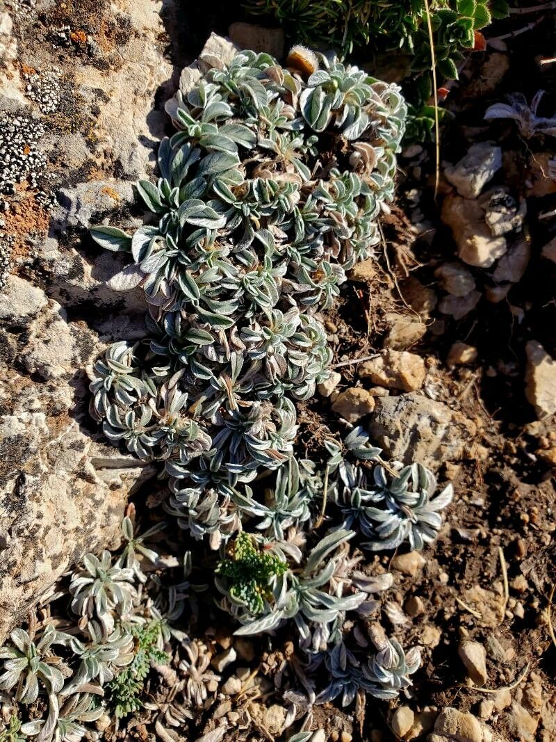 Convolvulus boissieri — search result for 'Convolvulus'