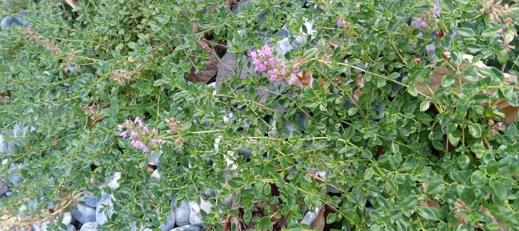 Thymus gobicus habit