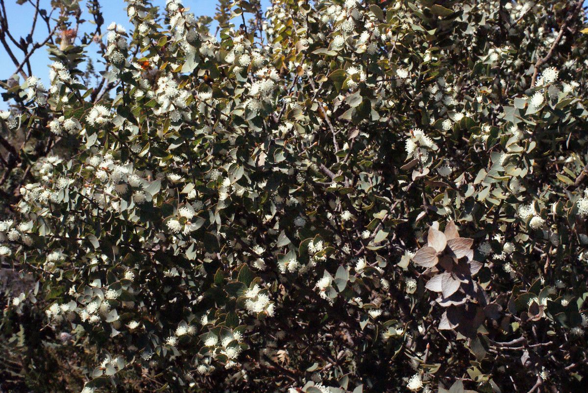 Hakea ruscifolia habit
