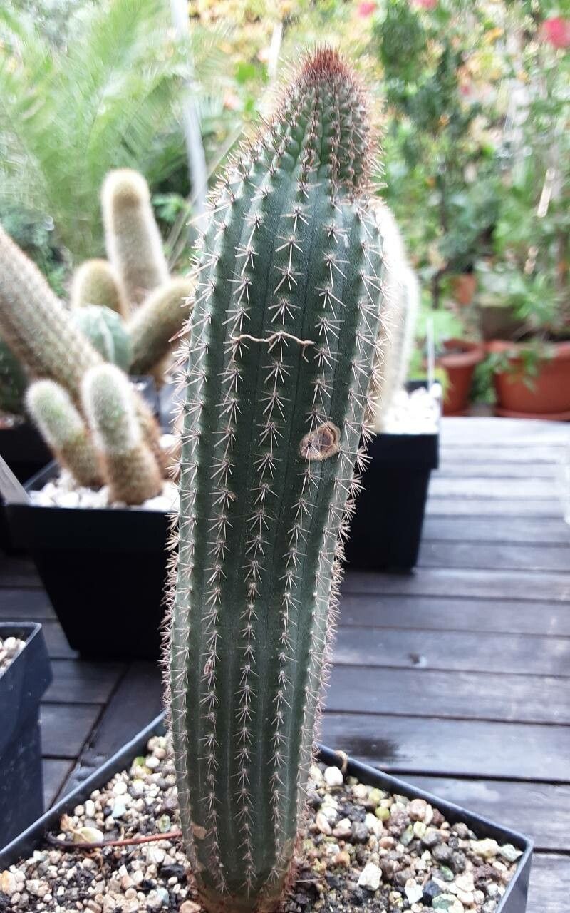 Weberbauerocereus madidiensis habit