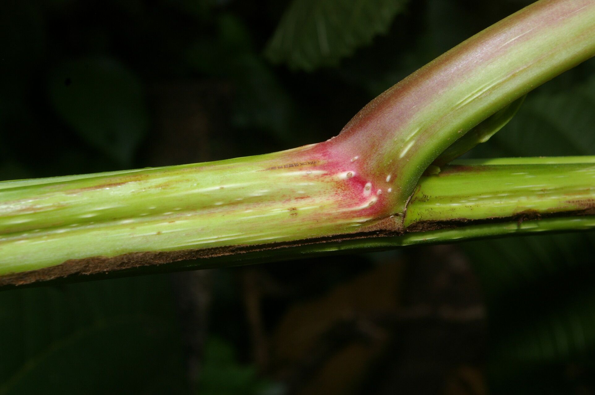 Urera fenestrata bark
