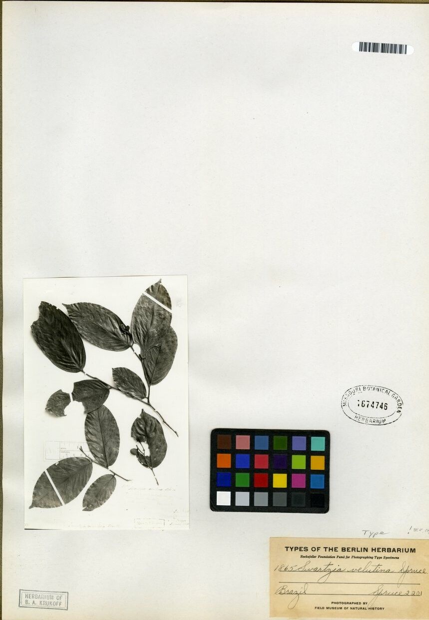 Swartzia velutina — houseplant care guide