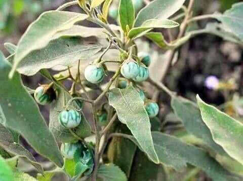 Solanum campylacanthum fruit