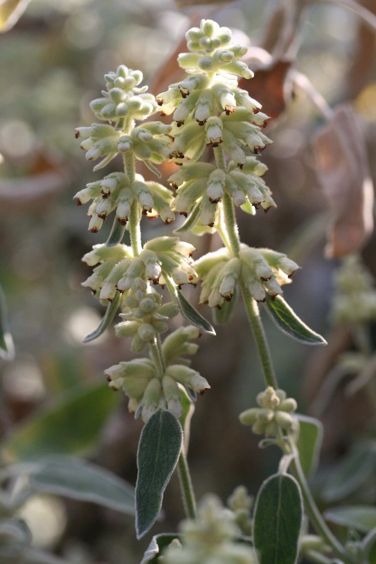 Sideritis barbellata — related species from the same genus