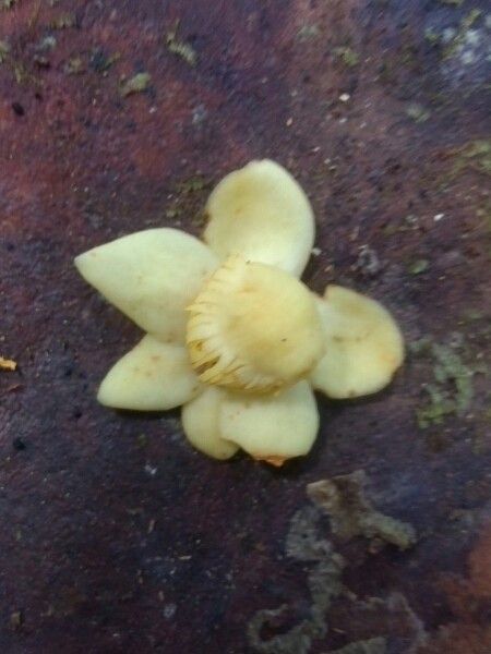 Eschweilera parviflora flower