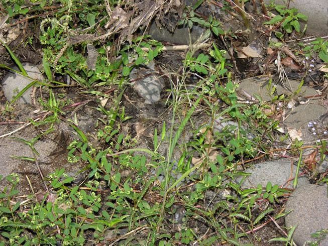 Leptochloa scabra — related species from the same genus