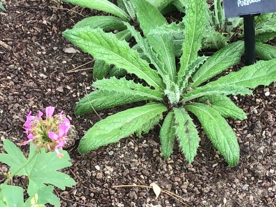 Berkheya purpurea — houseplant care guide