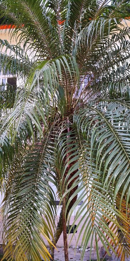 Phoenix loureiroi habit