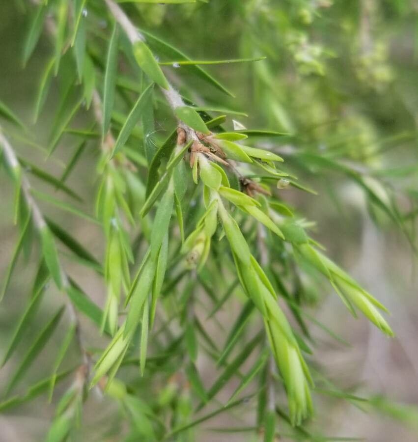 Melaleuca alternifolia