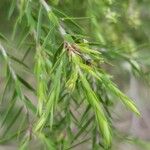 Melaleuca alternifolia