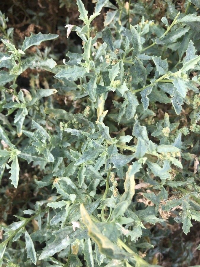 Atriplex semibaccata leaf