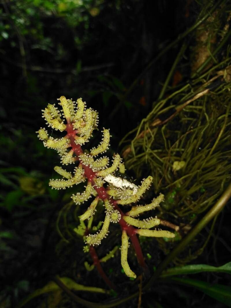 Peperomia pernambucensis flower