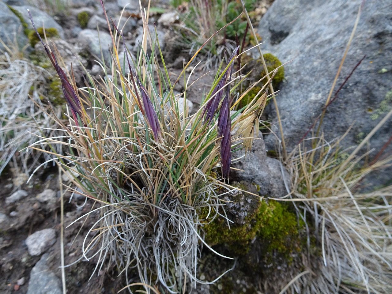 Festuca livida habit