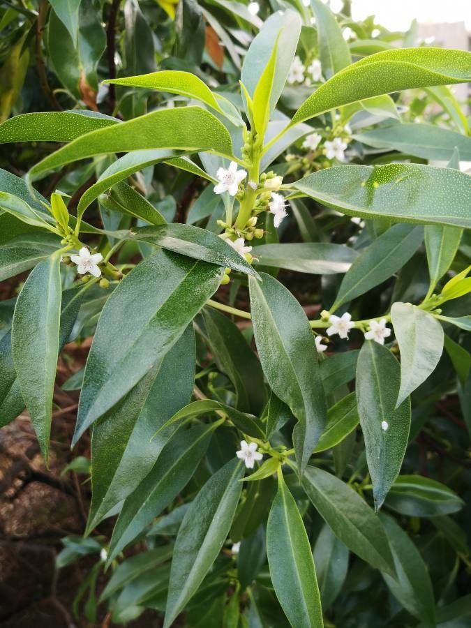 Myoporum laetum flower