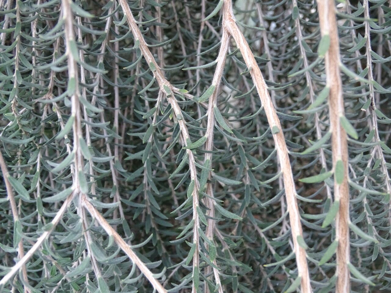 Melaleuca glaberrima — search result for 'Melaleuca'