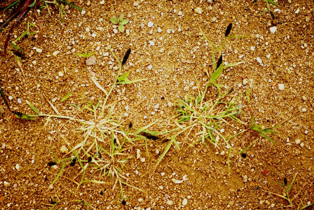 Sporobolus alopecuroides habit