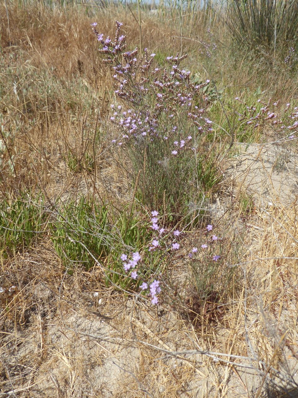 Limonium aucheri habit