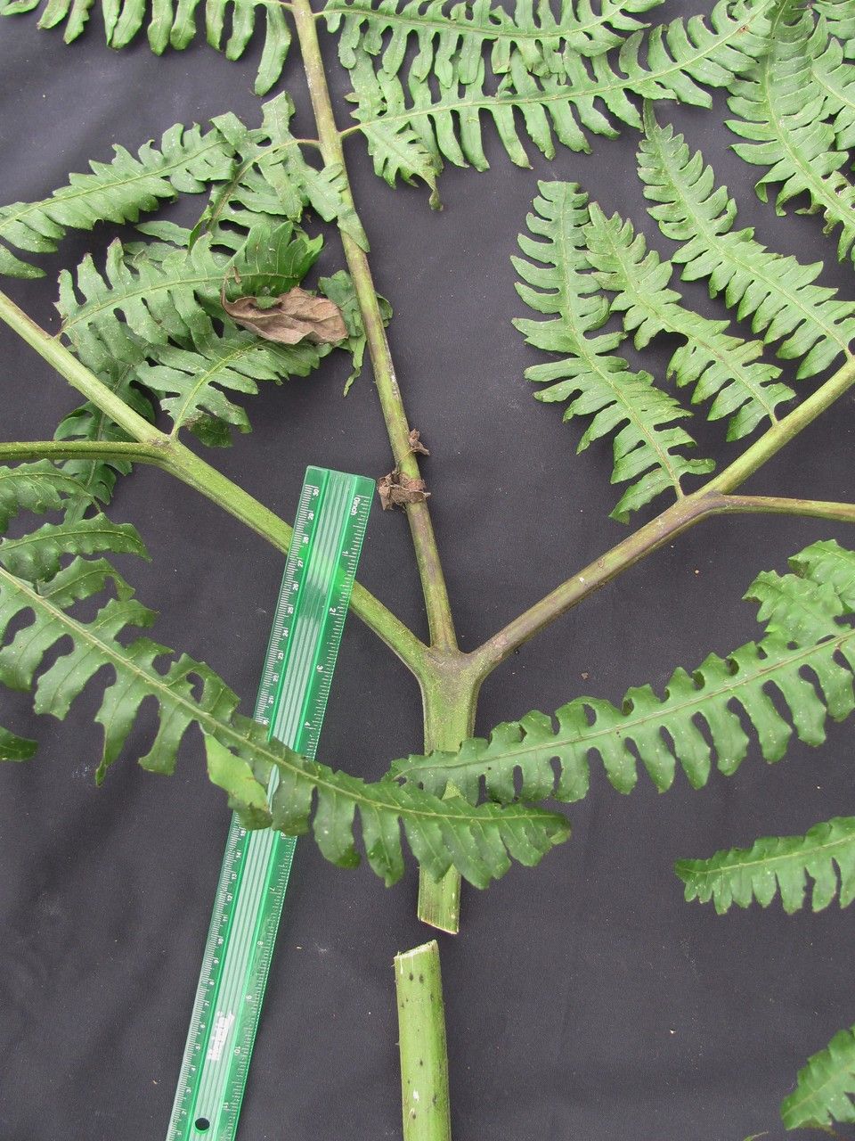 Pteris navarrensis other
