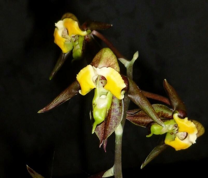 Catasetum gnomus — search result for 'Catasetum'