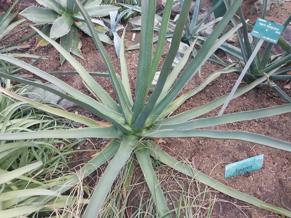Agave triangularis — houseplant care guide